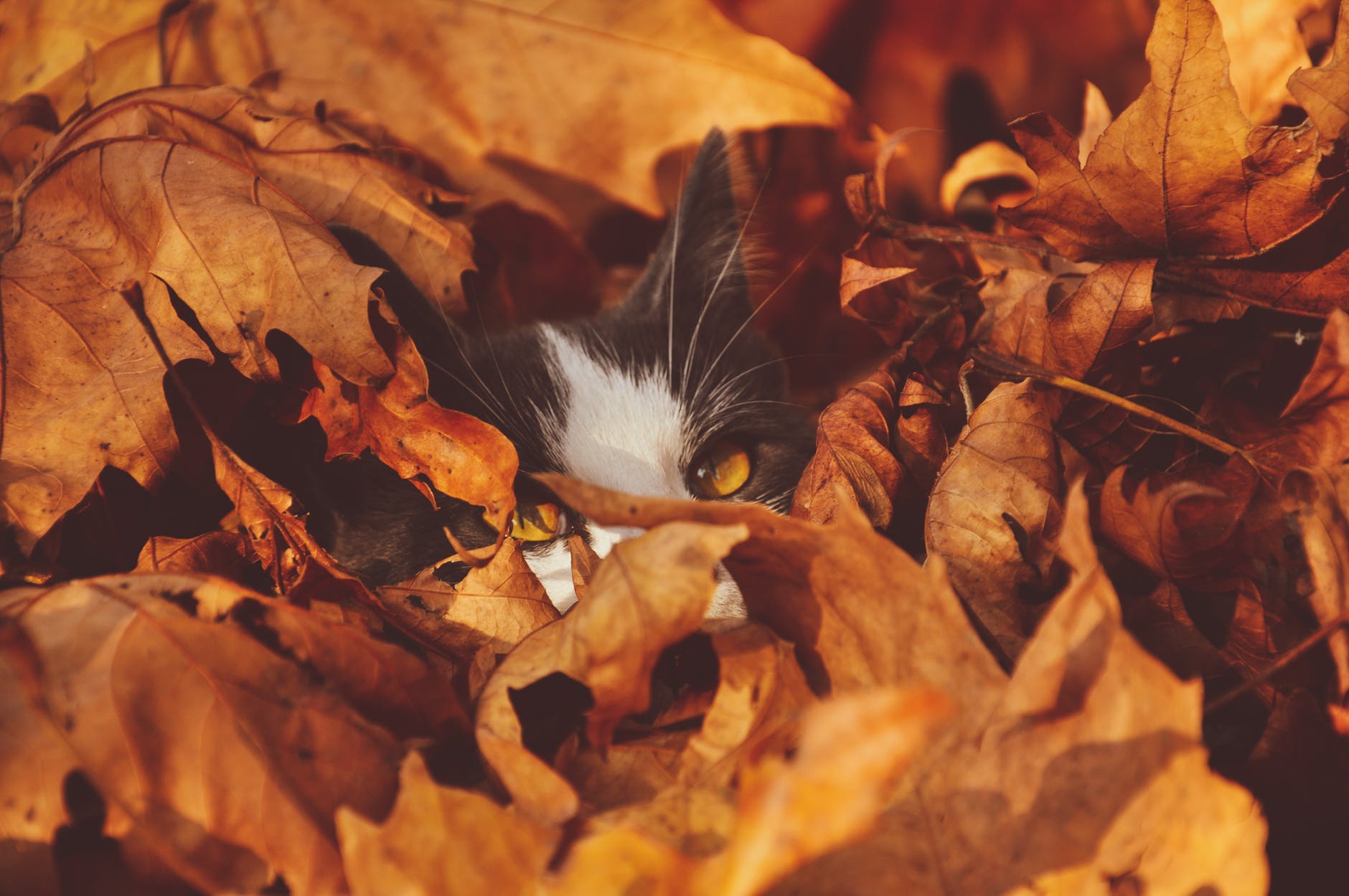 a cat hiding in leaves