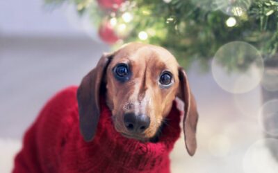 Pet Safety This Holiday
