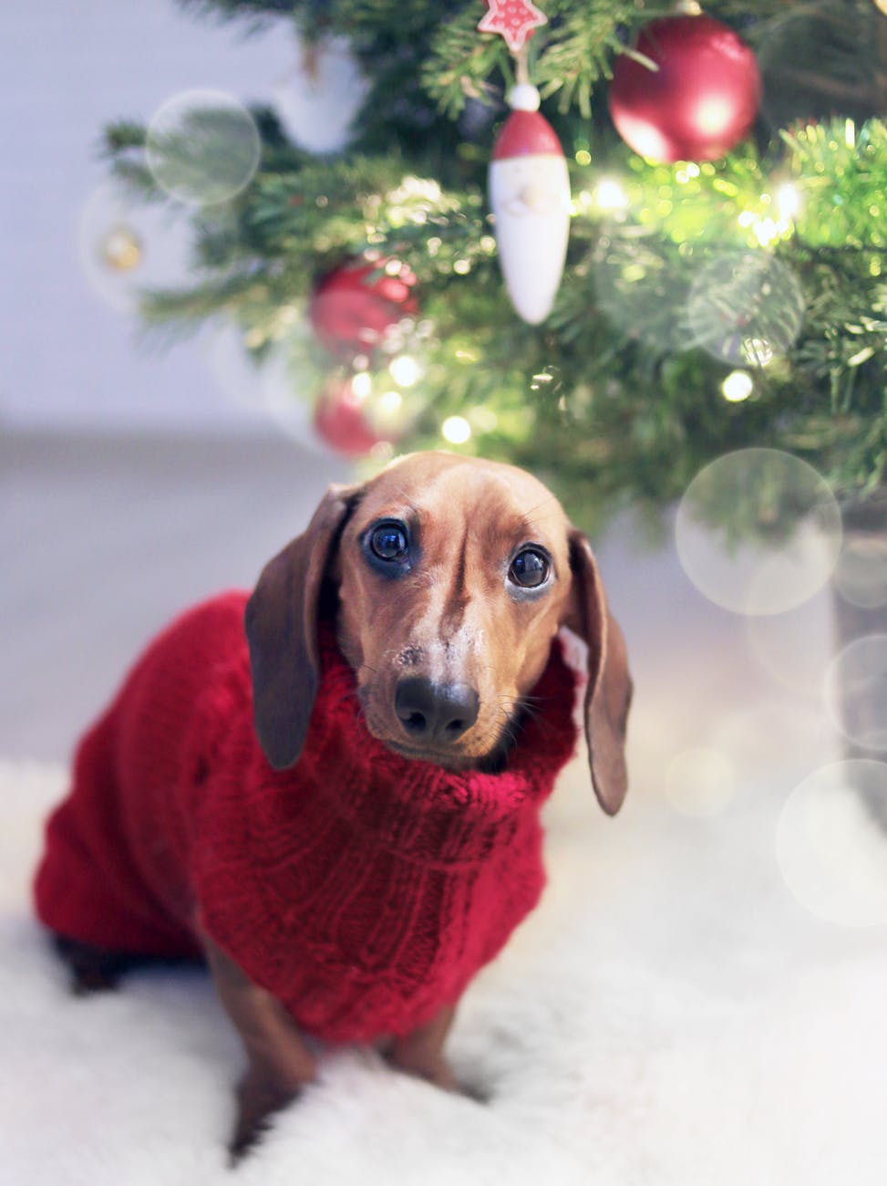 a dog wearing a sweater by a christmas tree