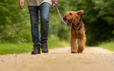 Social Distancing With Your Pet