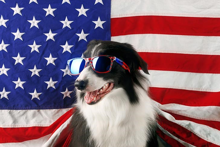 a dog wearing sunglasses in front of a flag