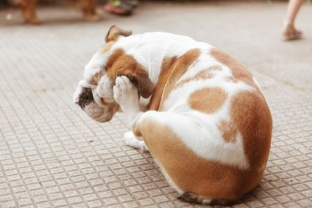 a dog with its paw on its face