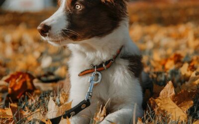 Fall Dangers and Your Pet