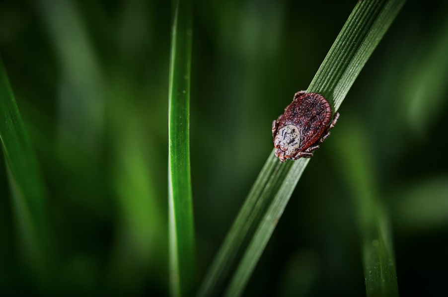 a bug on a blade of grass