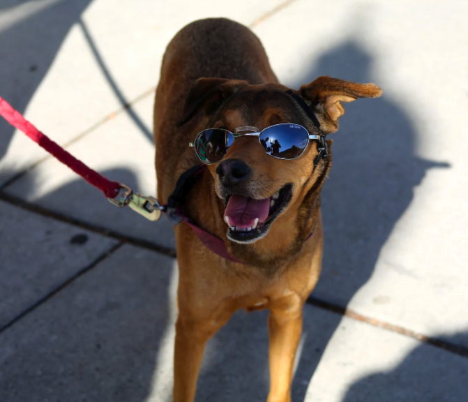 a dog wearing sunglasses and leash