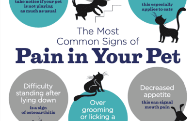 Is my pet in pain?