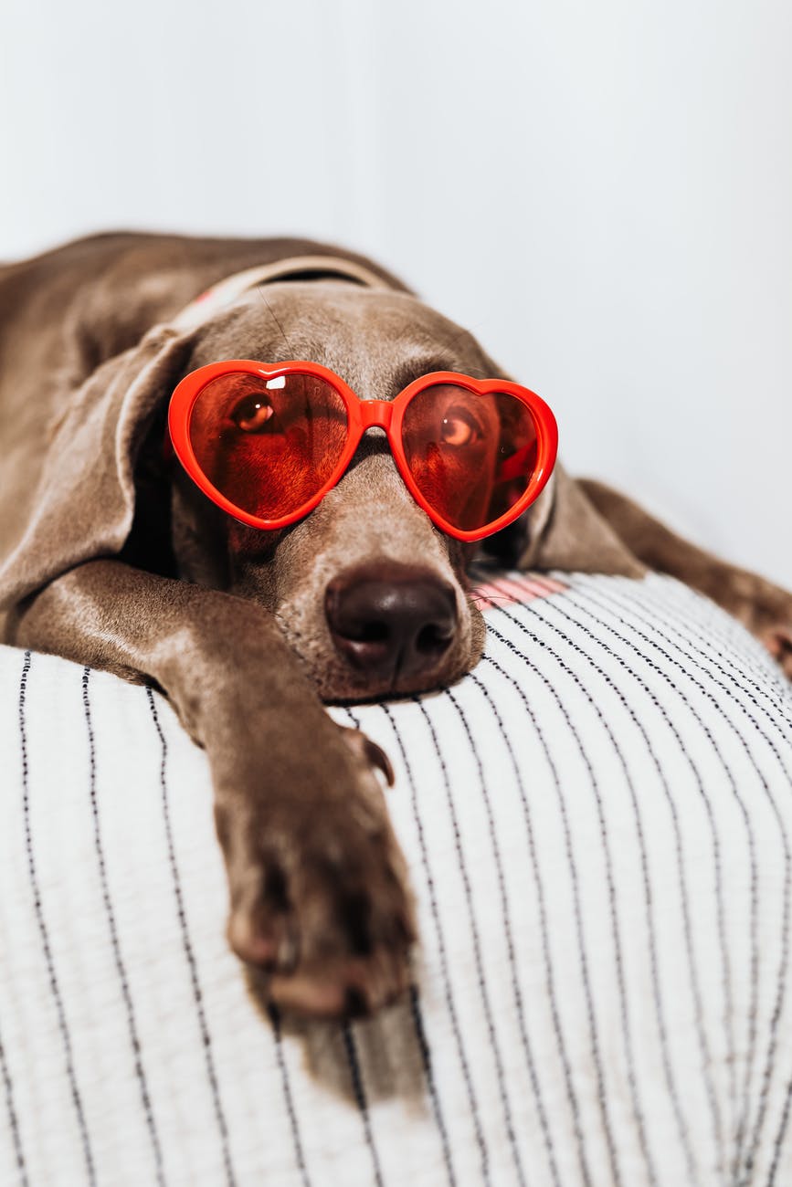a dog wearing heart shaped sunglasses