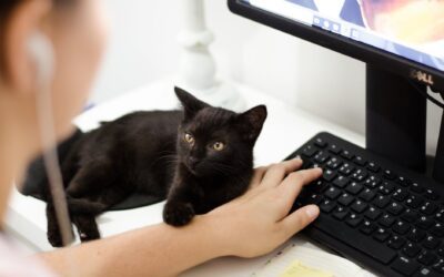 Have You Gained a Furry Colleague Working From Home?