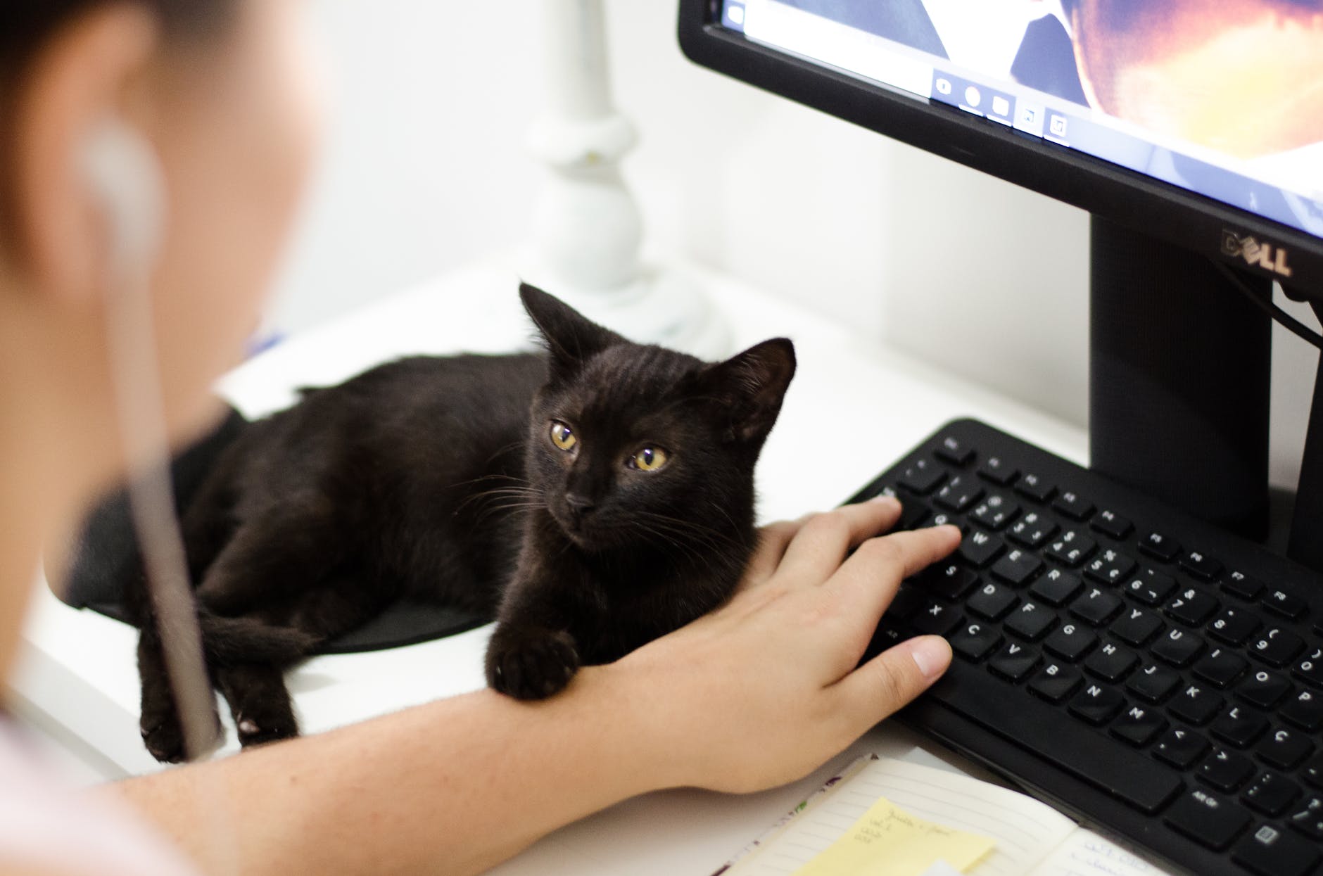 a person holding a cat on a computer
