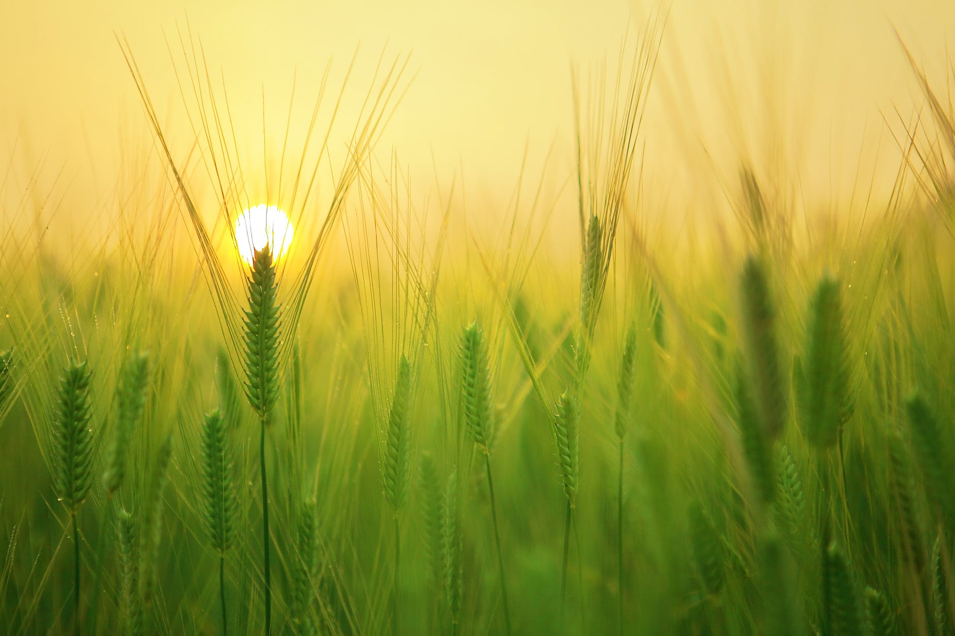 a field of wheat with the sun shining through<br />

