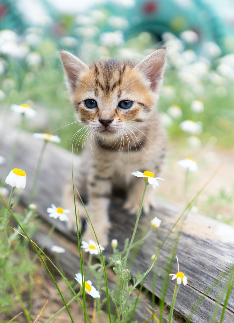 a kitten standing on a log surrounded by flowers