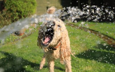 Help Cool Your Pet in the Summer Heat