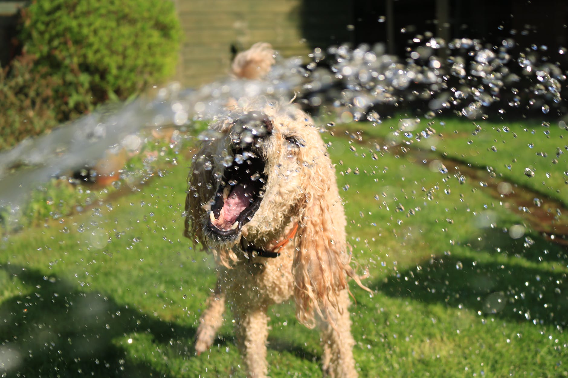a dog playing with water