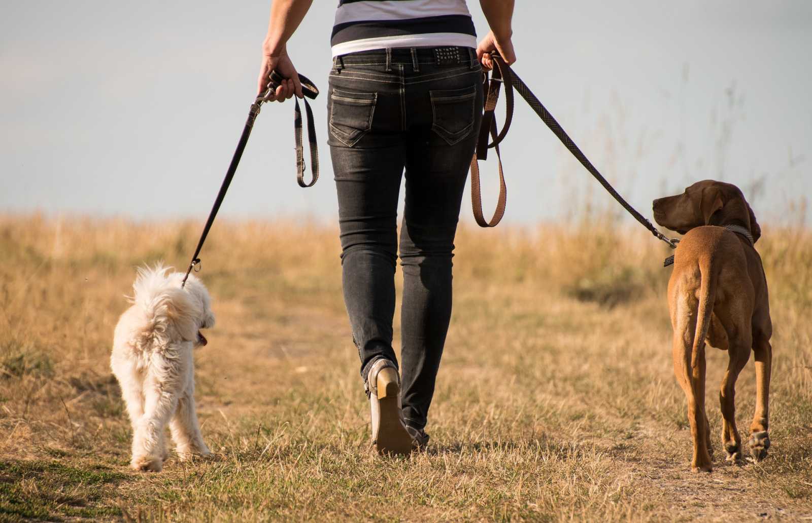 a person walking dogs on leashes