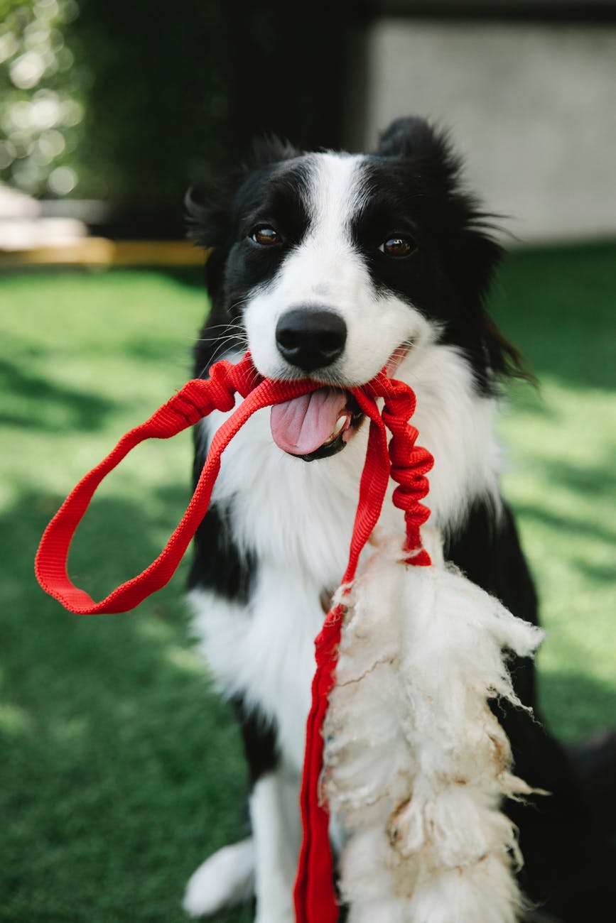 a dog with a red leash in its mouth