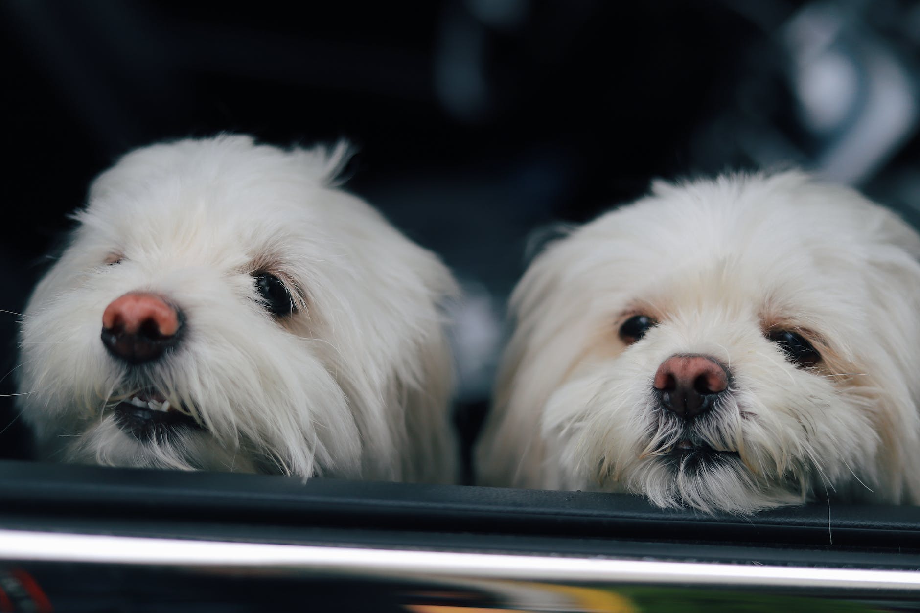 two white dogs looking out of a car window