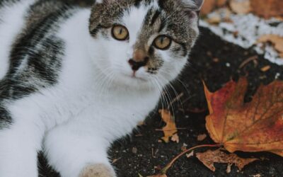 Changing Seasons and Your Senior Pet
