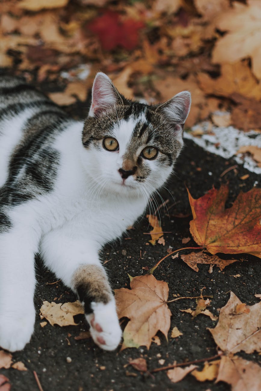 a cat lying on the ground with leaves