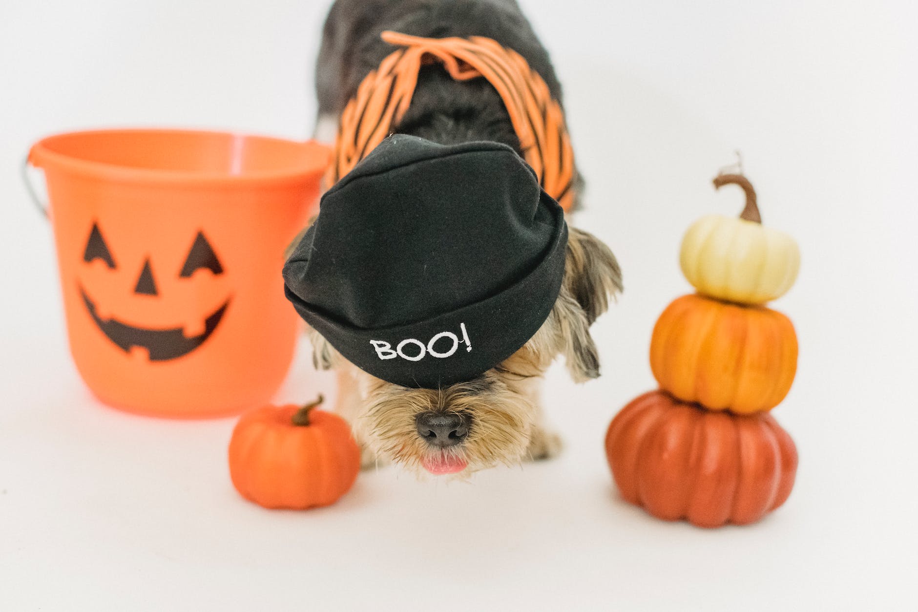 a dog wearing a hat and a pumpkin