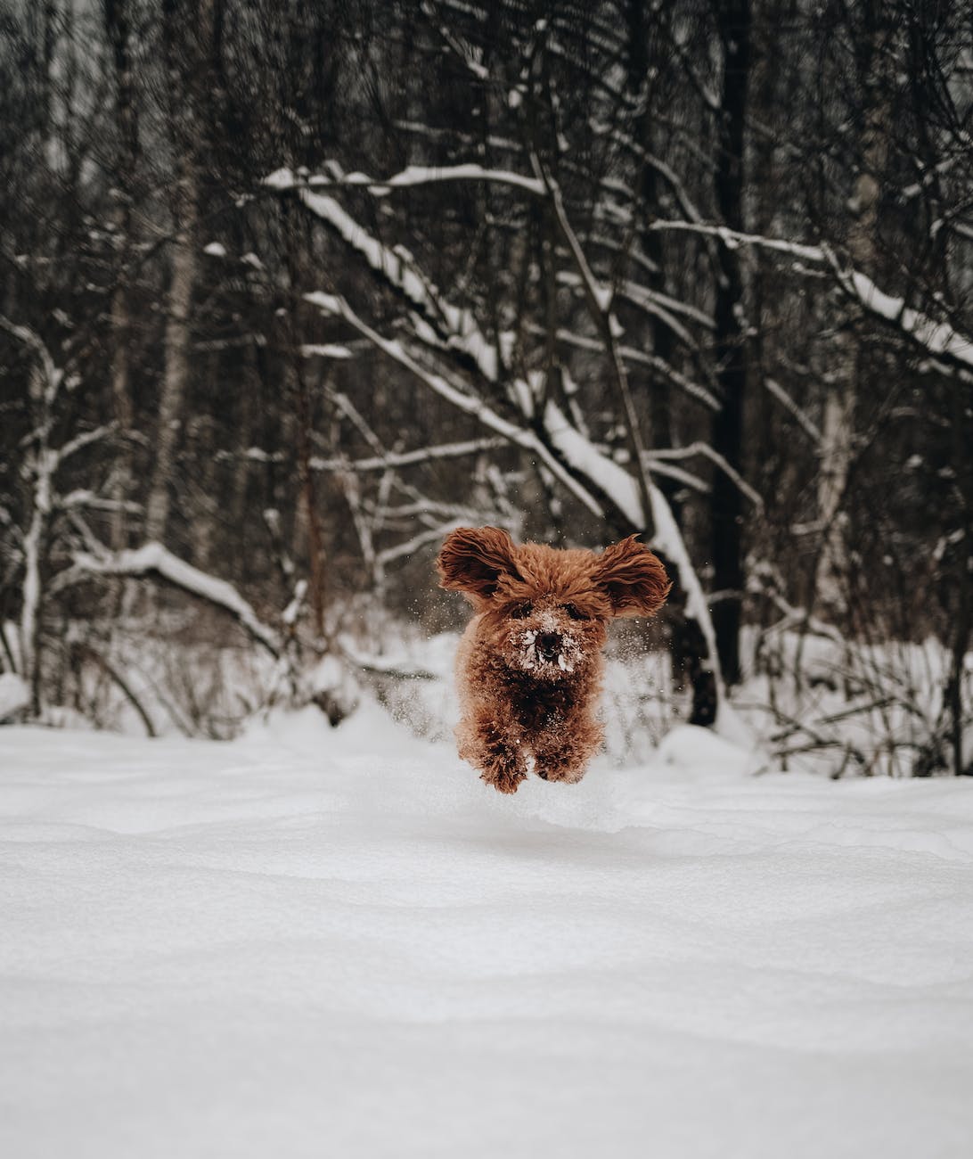 a dog running in the snow