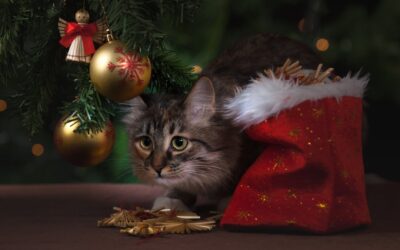 Holiday Pet Hazards and Prevention