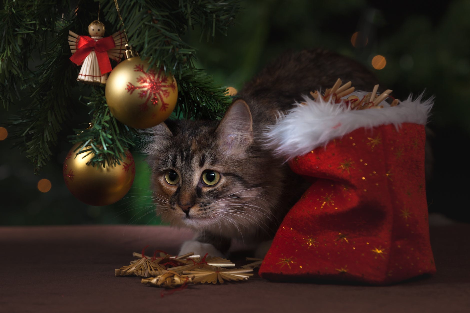 a cat under a christmas tree