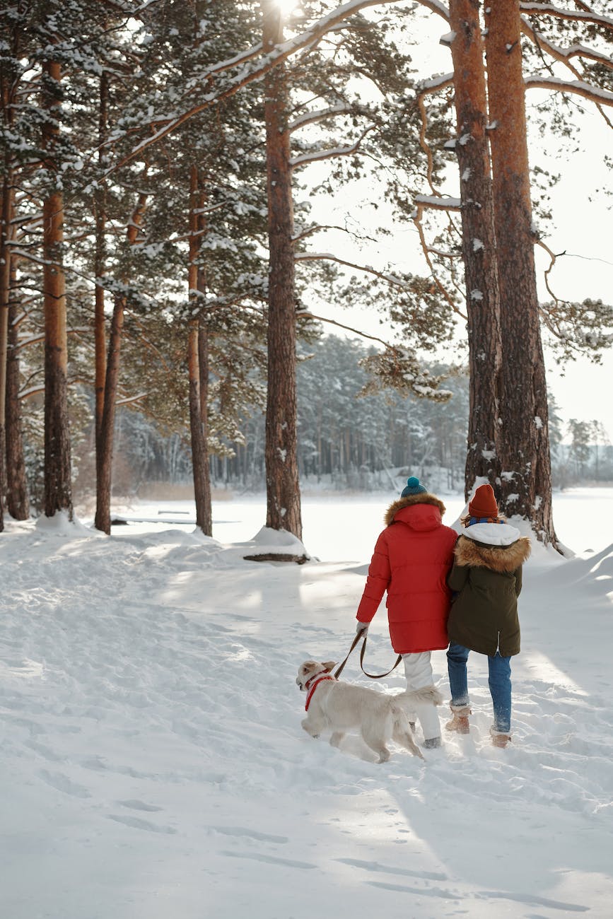 two people walking dogs in the snow