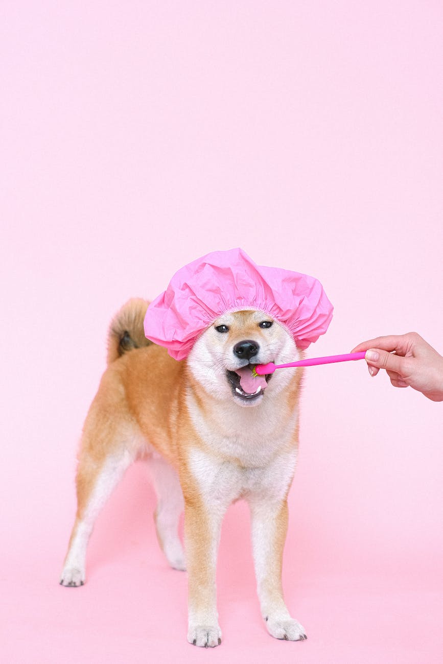 a dog wearing a shower cap and a toothbrush