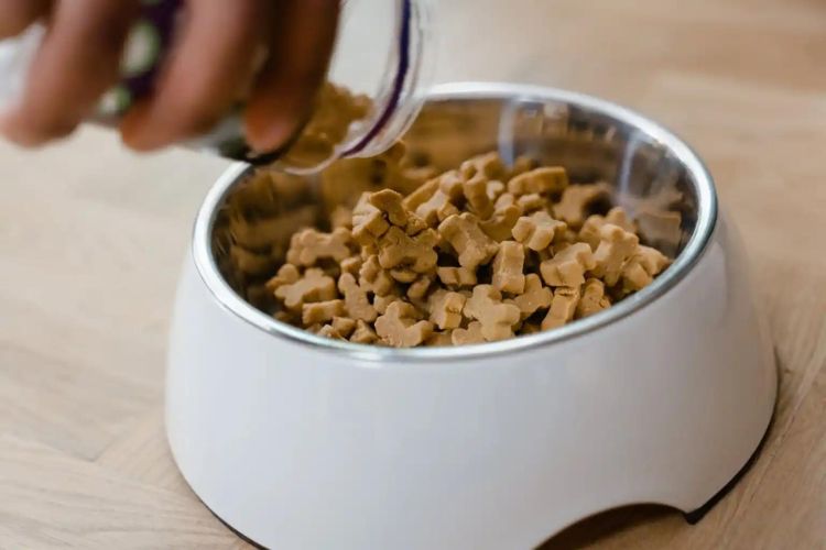 a bowl of pet food