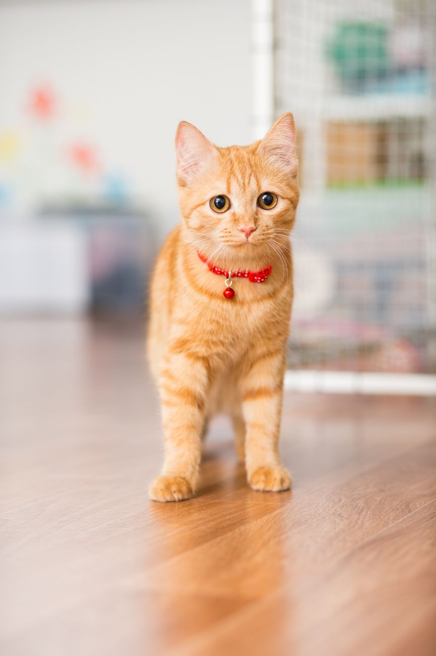 Kitty red color in a red collar walks around the room