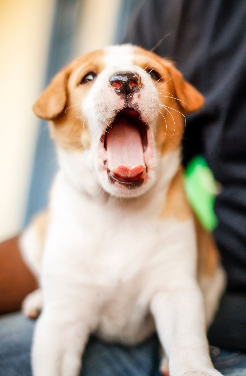 Yawning pup