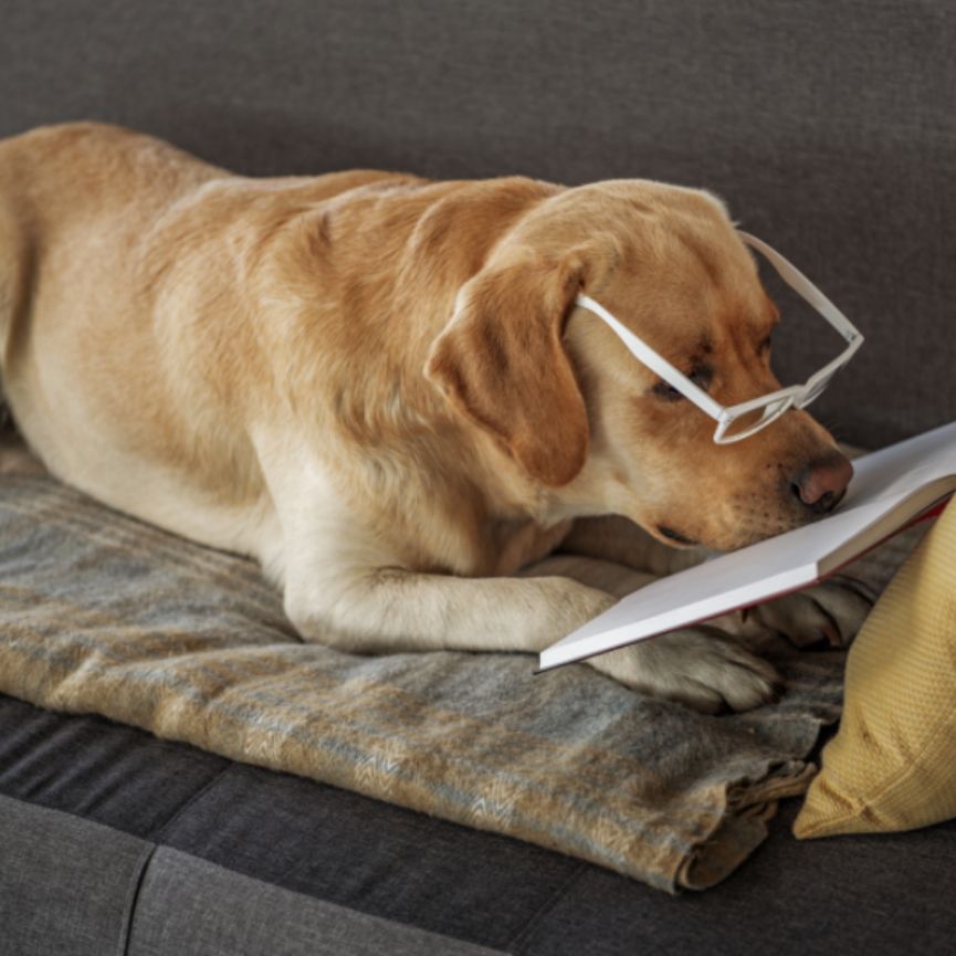 a dog lying on a couch with glasses on its head and a book