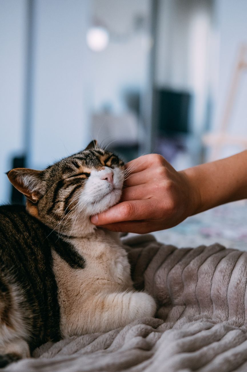 a person touching cat's cheeks