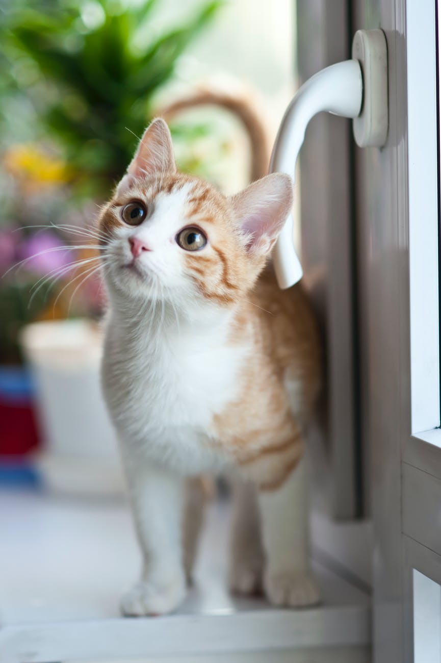 cat standing at the door