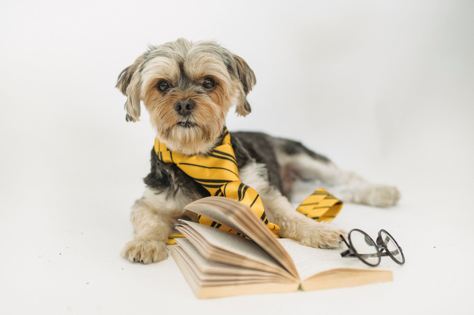 a dog wearing a yellow tie and glasses next to a book