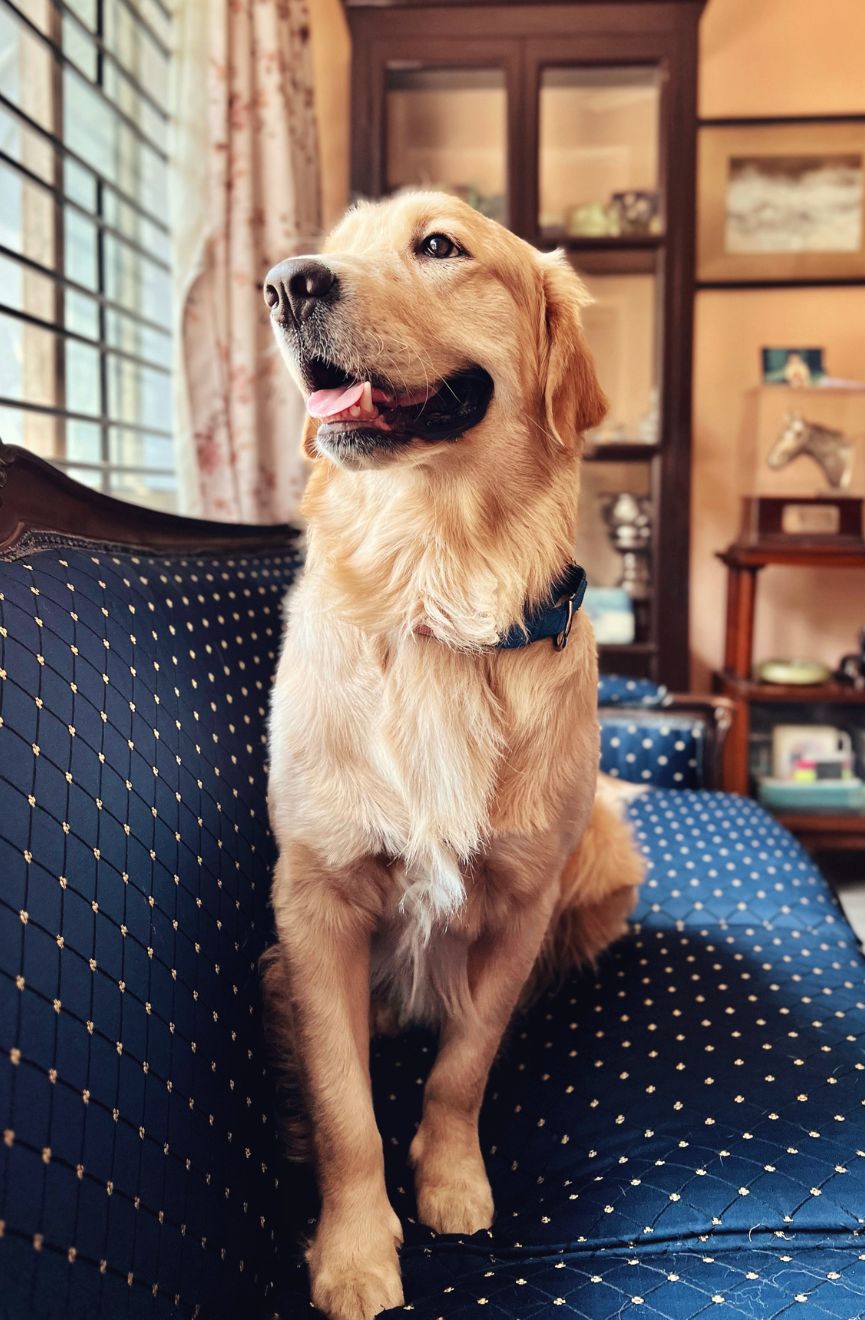 golden retriever sitting on couch