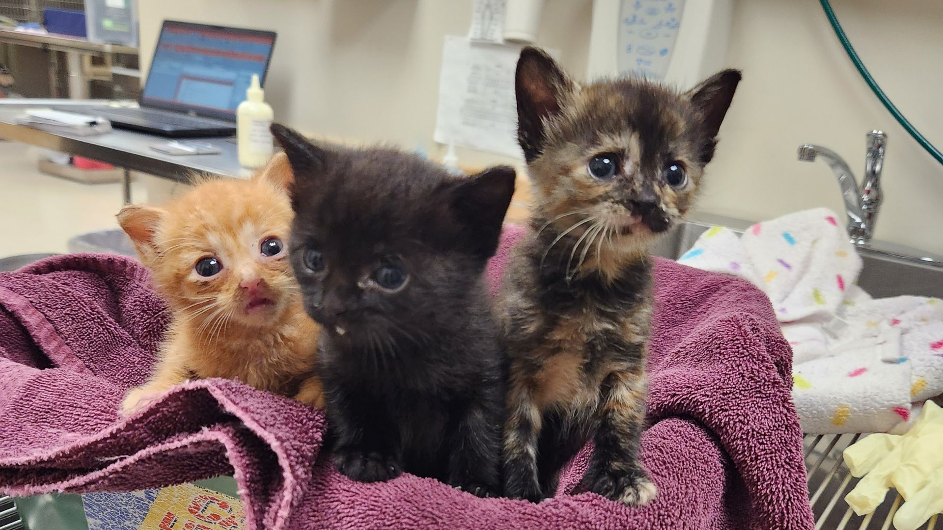three kittens sitting on a blanket