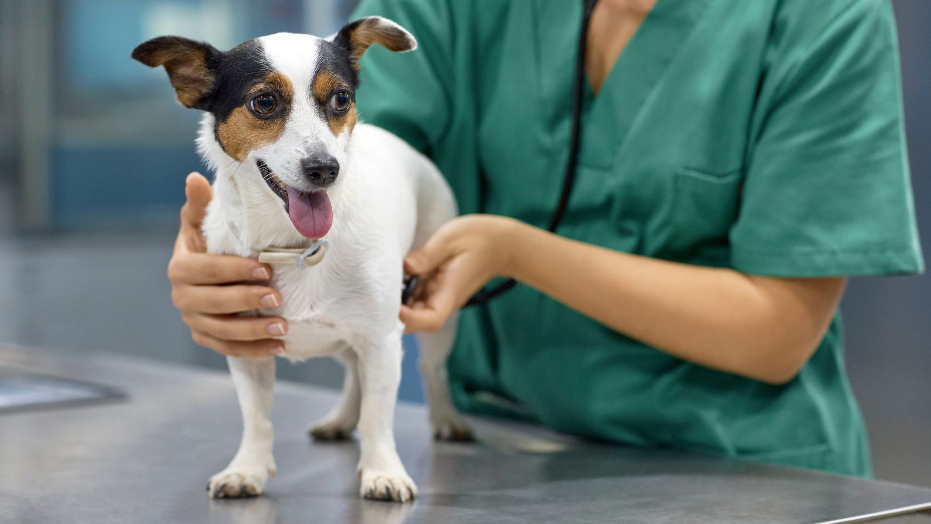 veterinarian examining dog with stethoscope in clinic