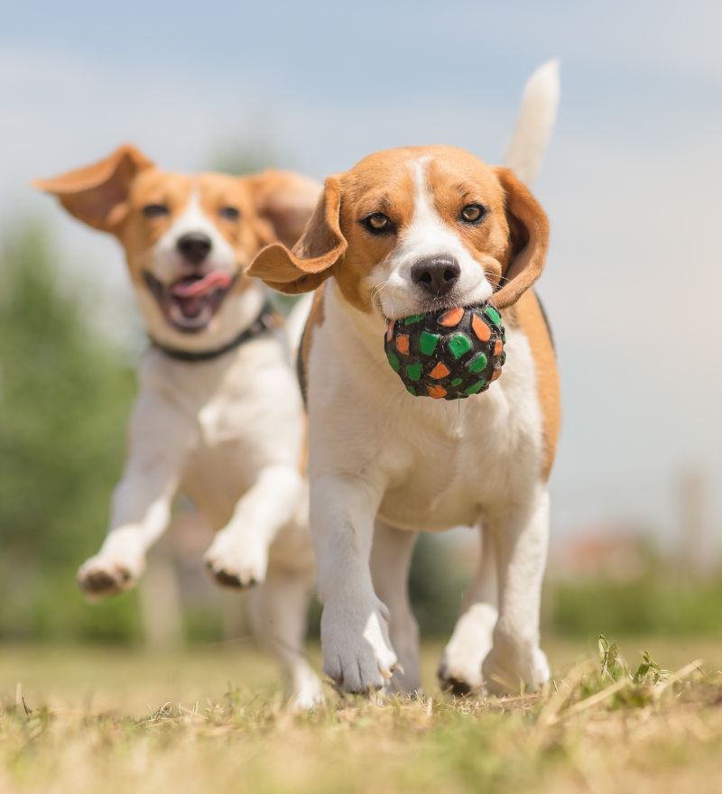 two dogs playing with a ball
