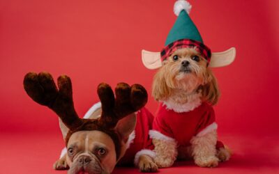 Ensuring a Safe and Calm Christmas: Travel Tips for Pet Owners