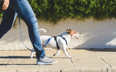 National Walk Your Dog Day: 6 Tips for a Safe and Mentally Stimulating Walk for Your Do