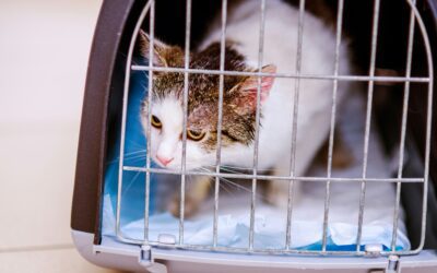 Nurturing Feline Wellness: A Guide to Stress-Free Veterinary Visits for You and Your Cat