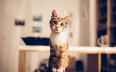 10 Fun Facts You Didn’t Know About Cats