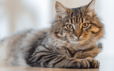 7 Basics to Provide for Your Cat: A Guide to Keeping Your Feline Happy and Healthy