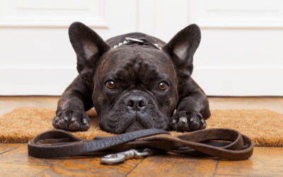 How to Help Your Pet Overcome the Back-to-School Blues