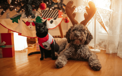 Safe and Calm Christmas: Travel Tips for Pet Owners