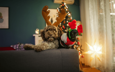 10 Great Gift Ideas for Your Pet This Holiday Season