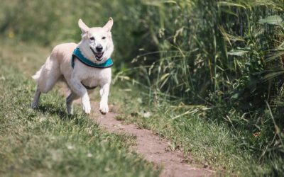 Save It for a Rainy Day: 5 Products to Help You and Fido Get Outside This Spring