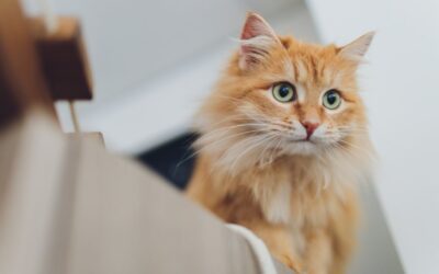 10 Reasons Cats Make Amazing Pets