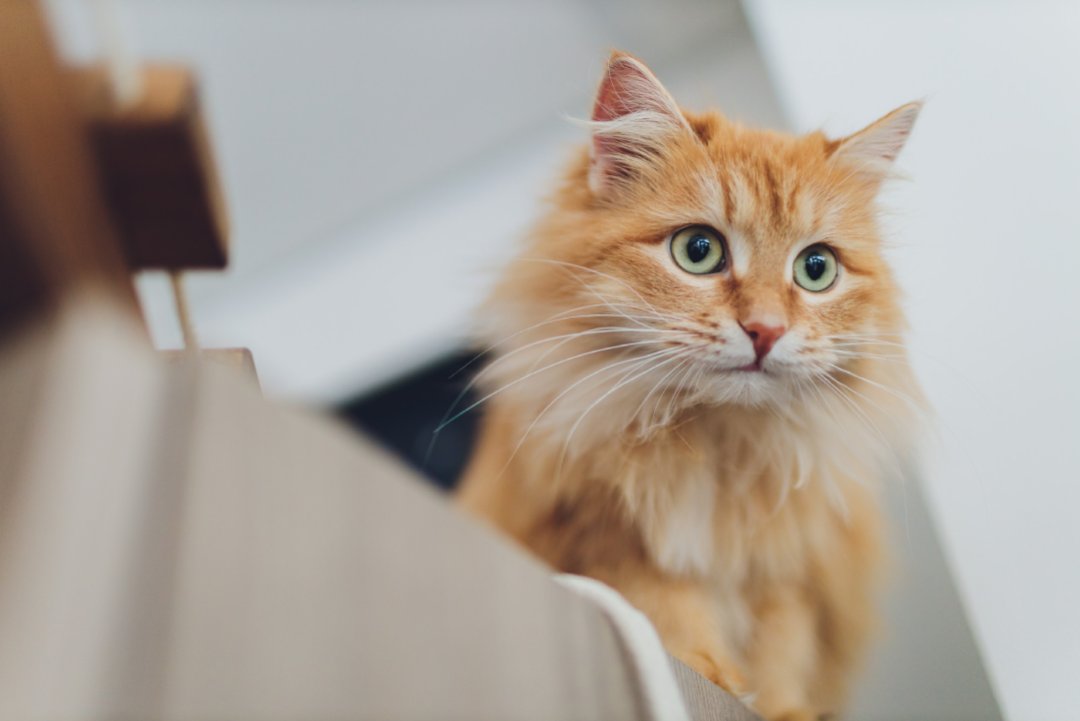beautiful cat focus cats eye